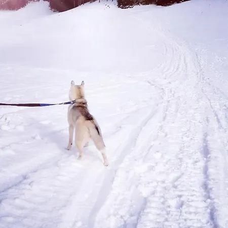 Daire Rogla - Apartma Rozle