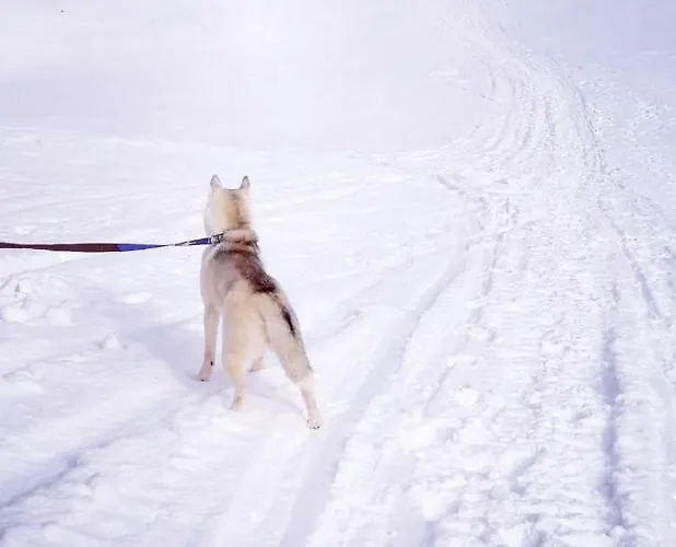 Appartamento Rogla - Apartma Rozle